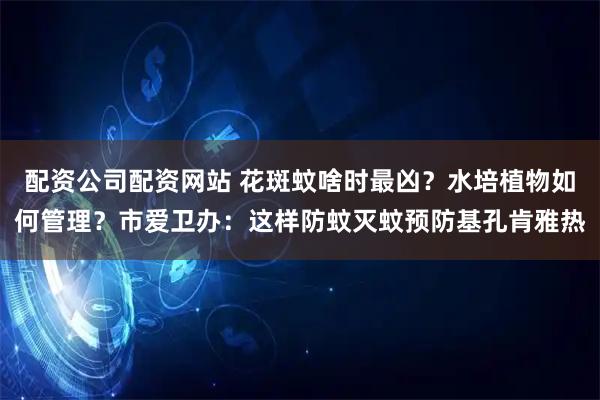配资公司配资网站 花斑蚊啥时最凶？水培植物如何管理？市爱卫办：这样防蚊灭蚊预防基孔肯雅热